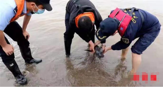 惊险!长江云溪段江豚“搁浅”长航公安紧急救援 助力江豚“回家” 惊险!长江云溪段江豚“搁浅”长航公安紧急救援 助力江豚“回家”